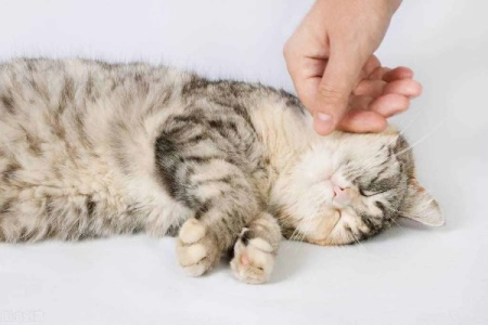 猫吃驱虫药后的常见反应是什么？如何应对和护理？