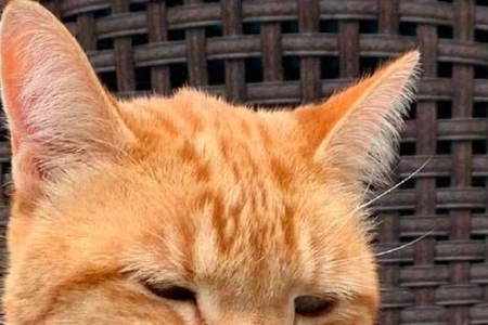 家猫被蜜蜂蛰伤怎么办？处理步骤及注意事项详解