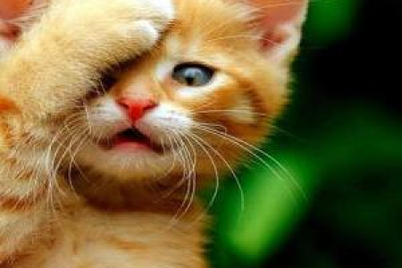 家里波斯猫掉毛太厉害？试试这些方法