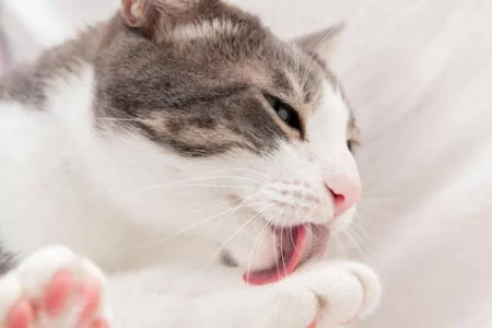 猫的天性是什么？揭秘猫咪的秘密行为