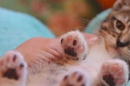 猫肉垫的秘密武器：竟然有这么多实用功能！