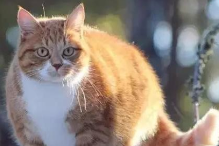 猫咪长大后眼睛颜色变怎么回事？原来是黑色素在作怪！