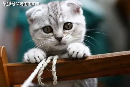 猫咪频繁叫唤是发情吗？教你准确判断猫咪是否发情