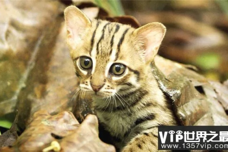 揭秘世界十大禁养名猫：它们有多危险？