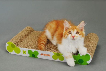 猫咪空运要注意什么？这份指南帮你轻松搞定！
