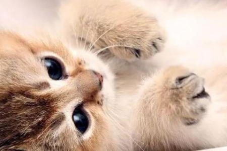 想养猫？先做好这些心理准备，别后悔！