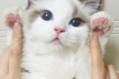 为什么布偶猫这么贵？超详细价格分析都在这里！