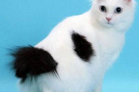 天热猫也怕热？教你如何给猫咪消暑降温