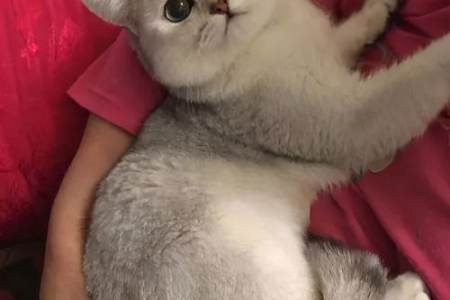 想养猫？公猫母猫优缺点全解析，帮你选对猫！