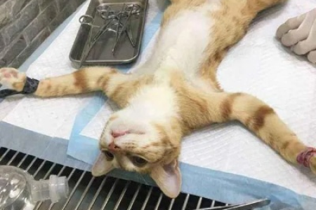 猫为什么要绝育手术？详解绝育的必要性及好处
