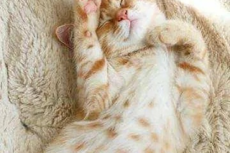 猫咪的睡姿透露了什么秘密？不同姿势代表不同心情