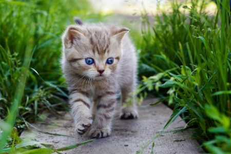 外出猫包选择攻略：如何挑选适合你家猫咪的猫包？
