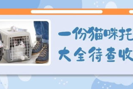 猫咪航空托运全攻略：有哪些要求和注意事项？