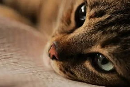 深入了解猫的生活特性：独立、爱干净的猫咪你真的懂吗？