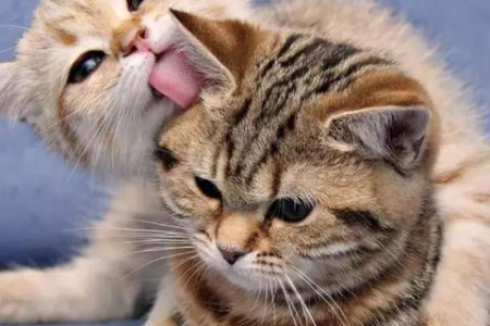 猫咪闻到什么味道会跑？揭秘猫咪最讨厌的6种气味