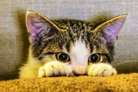 猫咪偏爱什么味道？铲屎官必知的猫咪气味喜好