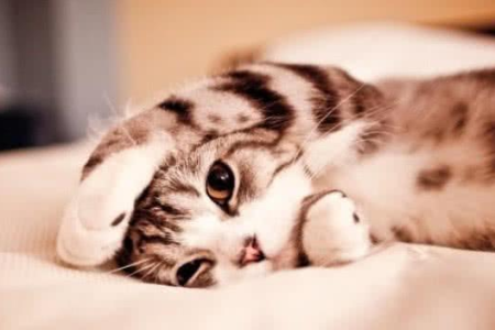 猫为什么喜欢跟你一起睡觉？暖和又安全！
