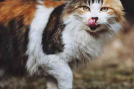 猫记仇吗？猫咪真的会报复主人吗？