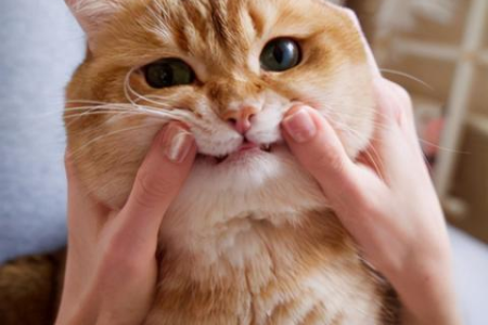 第一次养猫养什么品种好？简单好养的猫咪推荐