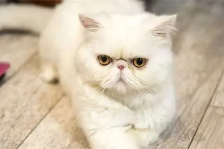 加菲猫脾气暴躁爱咬人？告诉你加菲猫凶的原因！