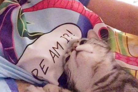 猫咪爱你的8个暖心表现，你知道几个？