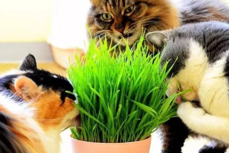 猫草对猫咪有什么作用？不同品种猫草的功效区别？