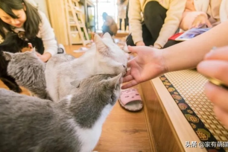 去猫咖要注意什么？新手必看猫咪互动礼仪指南