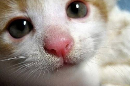 猫咪鼻子干燥是生病了吗？教你快速判断猫咪健康状况
