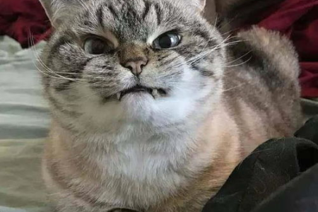 猫咪为啥总跟着你去厕所？5个原因揭秘主子的小秘密！