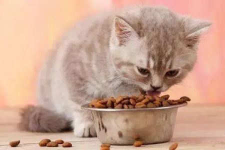 爱猫食欲下降却很精神？这几种情况要注意！