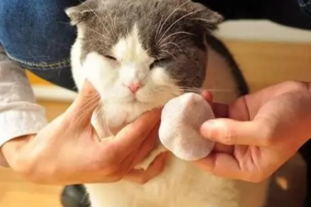 猫咪认定主人的表现有哪些？这些小动作暴露了它的心思！