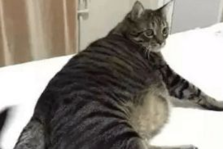 如何科学减肥？猫咪肥胖问题及解决方案