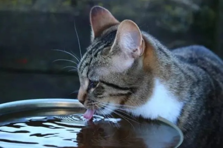 猫咪突然狂喝水？这背后隐藏的疾病你了解吗？