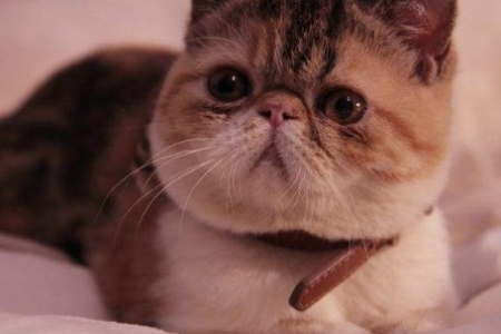 几月龄的猫咪开始发腮？宠物猫发腮时间及护理指南