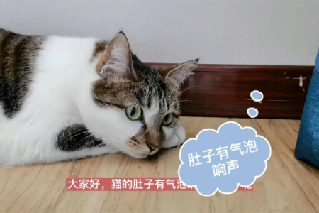 猫咪肚子响有气泡，是健康问题还是小问题？
