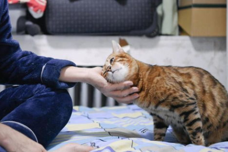 第一次养猫需要注意什么？避开这些雷区轻松养猫