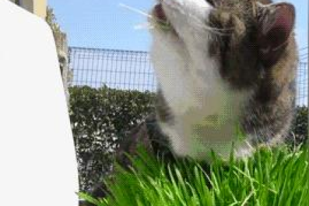 猫咪中毒风险：这些花千万别放在家里养！