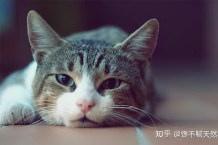 猫吃东西不消化怎么办？实用妙招帮你解决难题