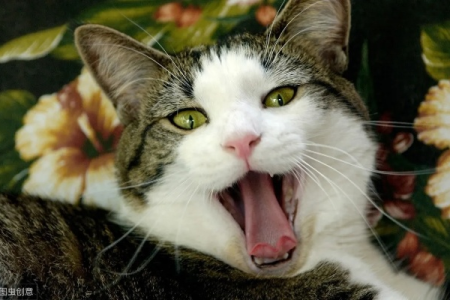 猫咪能发出多少种声音？解密猫咪各种叫声含义