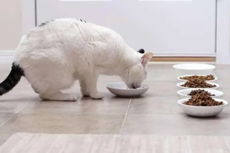 猫咪拉肚子呕吐怎么办？肠胃不好如何调理