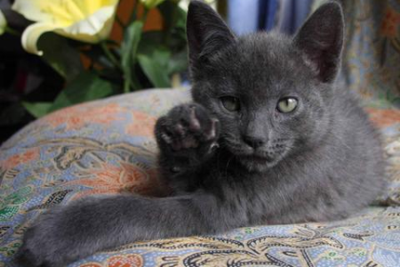 这些人类食物猫绝对不能吃！小心猫咪中毒危险！
