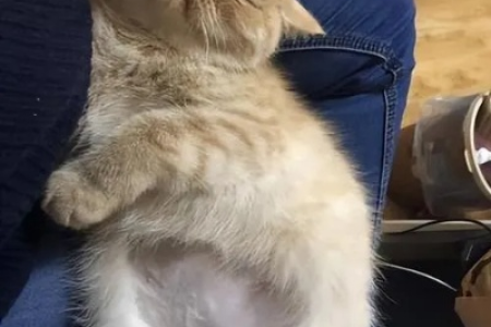 如何判断猫咪肚子圆鼓鼓的原因及解决方法？