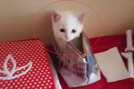猫咪在家找不到了？教你快速找到它！