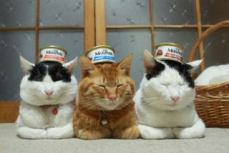 猫主人必看：猫咪绝对不能吃的7种食物！