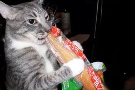 猫咪能吃面包吗？哪些面包猫咪绝对不能吃？