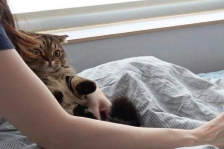 猫咪突然嫌弃主人床？找出原因很重要！