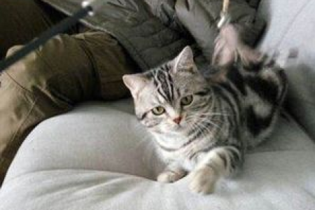 猫吐了怎么办？教你快速判断呕吐原因和处理方法
