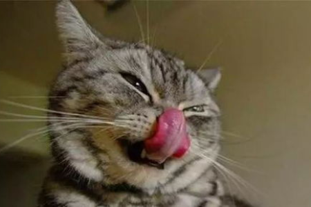 猫咪流透明口水是什么原因？兽医告诉你答案