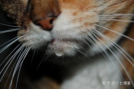 猫咪流口水滴水状怎么办？教你快速判断和处理