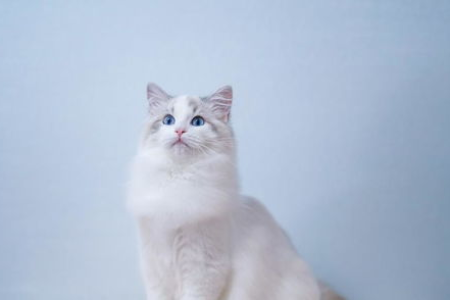 布偶猫真的适合你吗？深度剖析布偶猫的优缺点及饲养挑战！